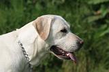 LABRADOR 1208